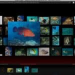 Focus on OutWit Images